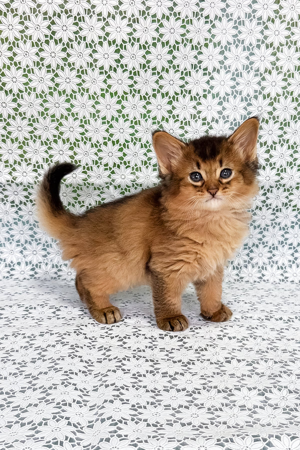 Sakar | Somali Kitten