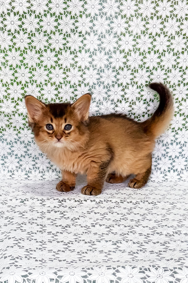 Sakar | Somali Kitten