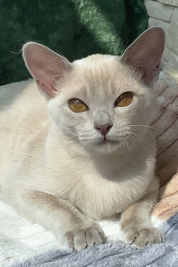 Sakura | European Burmese Kitten