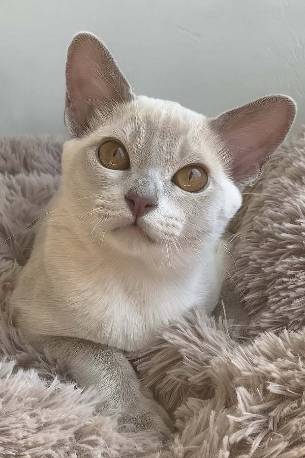Sakura | European Burmese Kitten