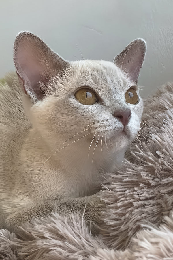 Sakura | European Burmese Kitten