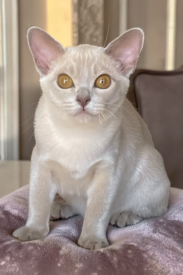 Sakura | European Burmese Kitten