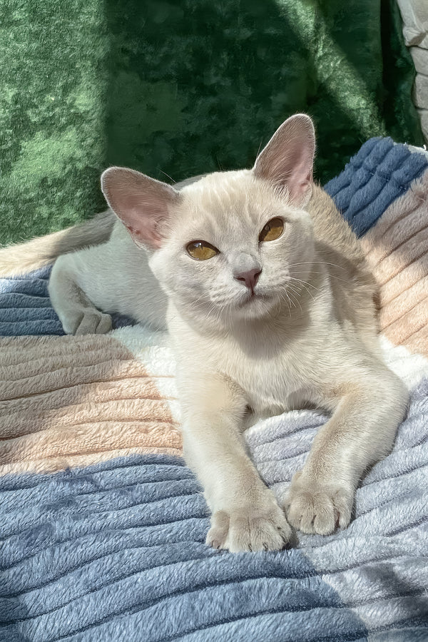 Sakura | European Burmese Kitten