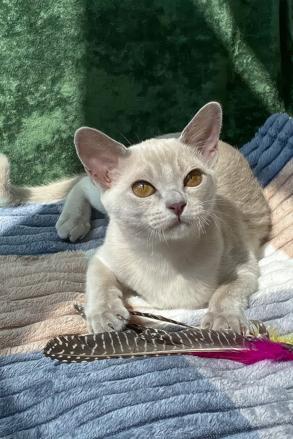 Sakura | European Burmese Kitten