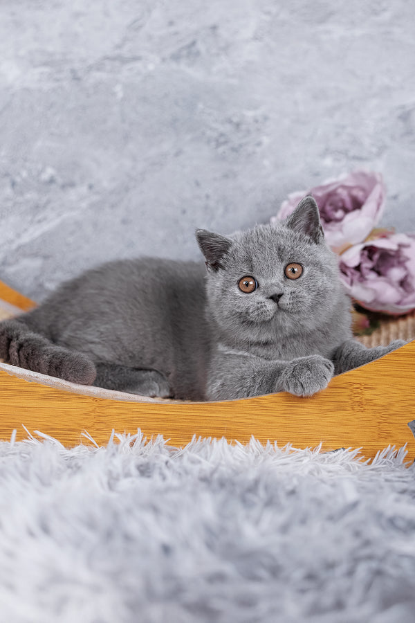 Sakura | British Shorthair Kitten