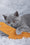 Sakura | British Shorthair Kitten