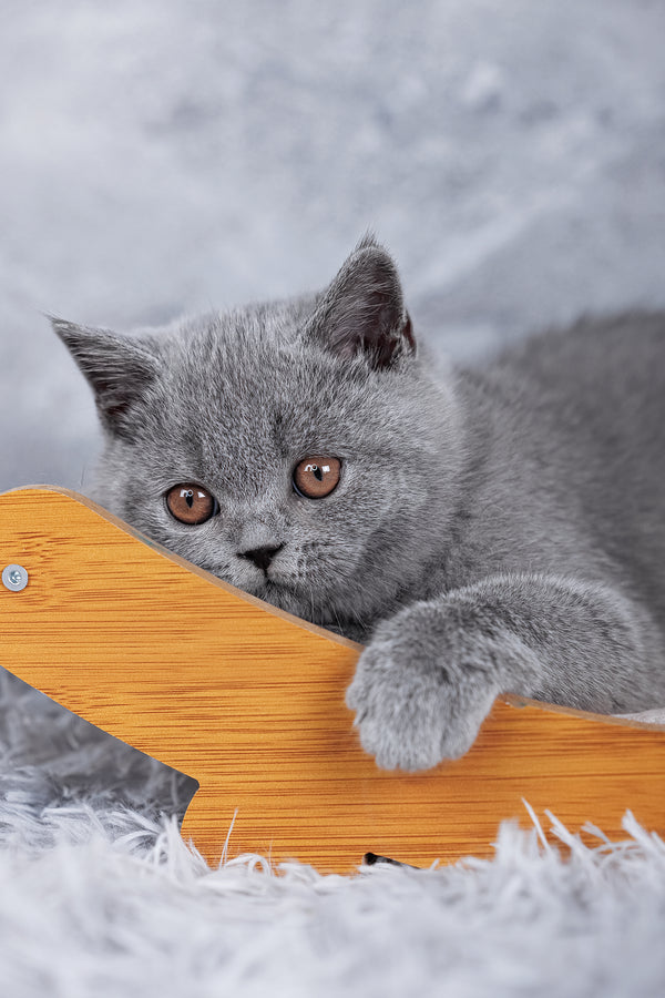 Sakura | British Shorthair Kitten