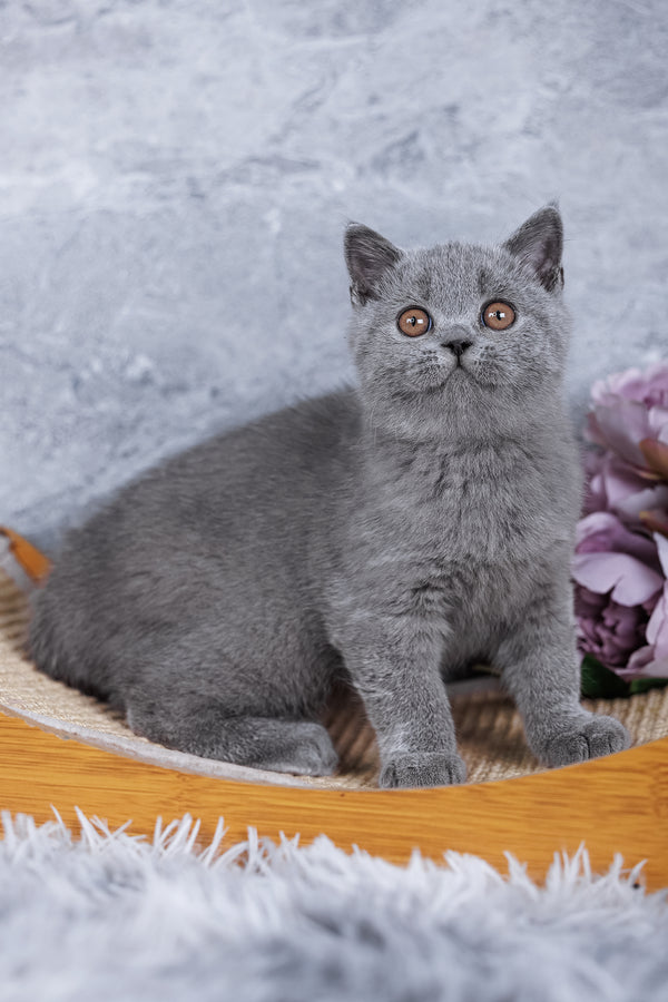 Sakura | British Shorthair Kitten