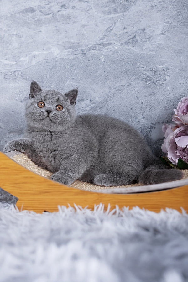 Sakura | British Shorthair Kitten