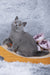 Sakura | British Shorthair Kitten