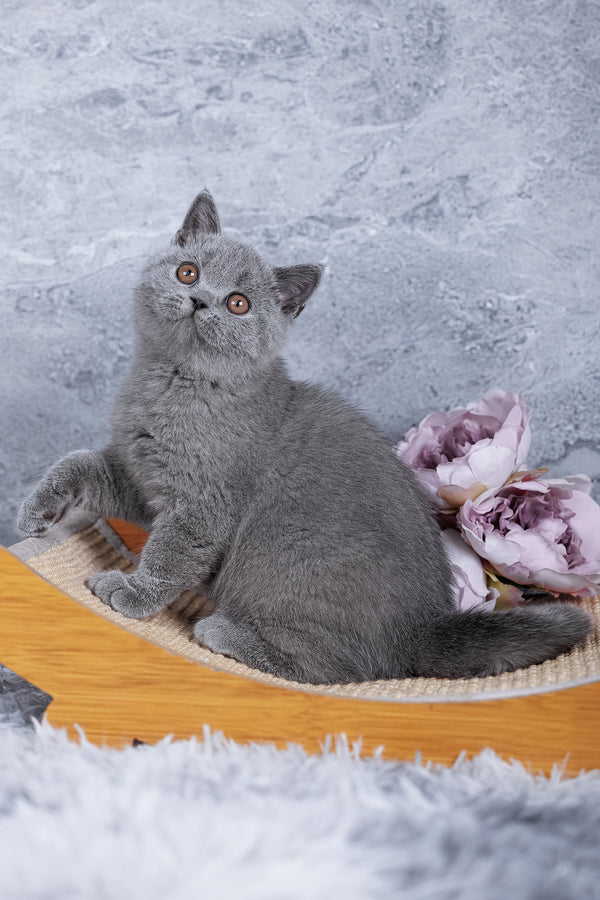 Sakura | British Shorthair Kitten
