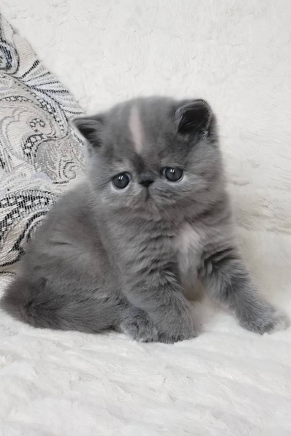 Sakura | Exotic Shorthair Kitten