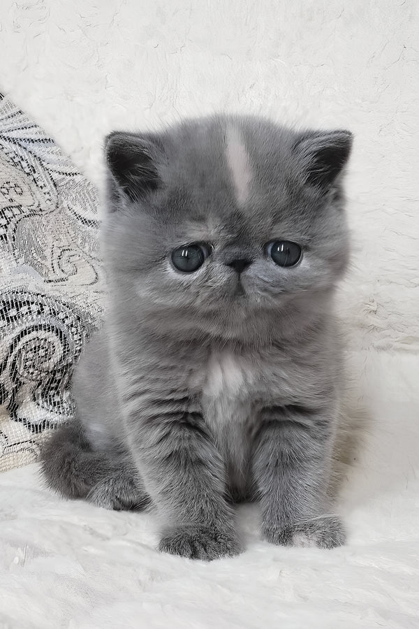 Sakura | Exotic Shorthair Kitten