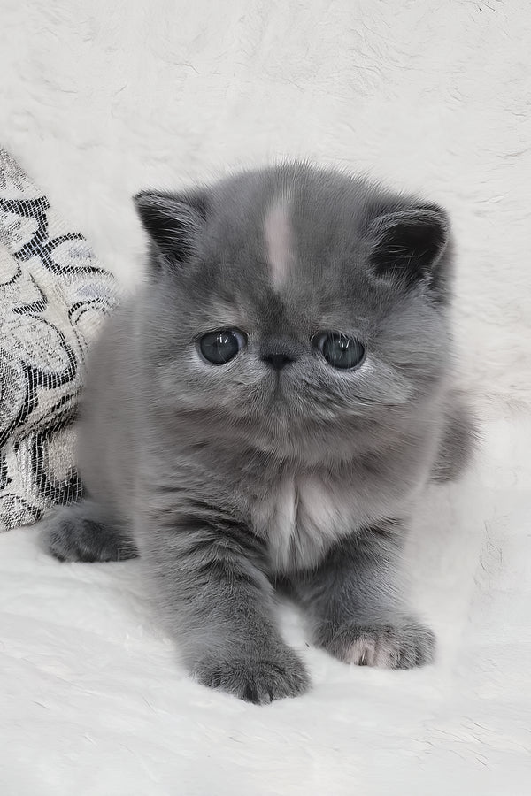 Sakura | Exotic Shorthair Kitten