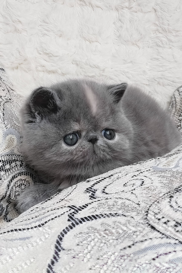 Sakura | Exotic Shorthair Kitten