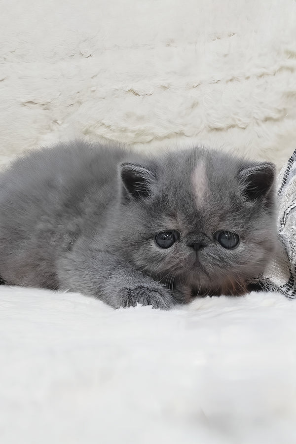 Sakura | Exotic Shorthair Kitten