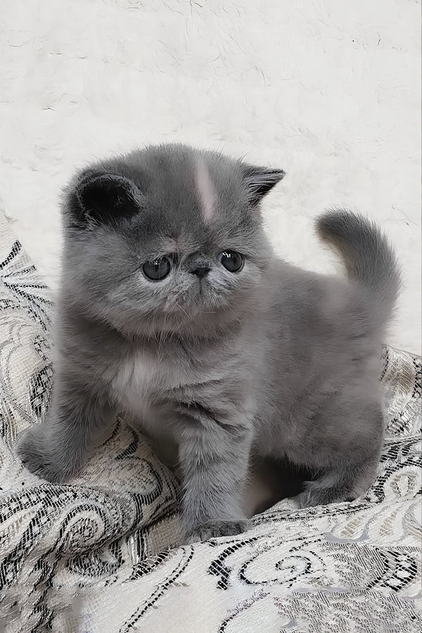 Sakura | Exotic Shorthair Kitten