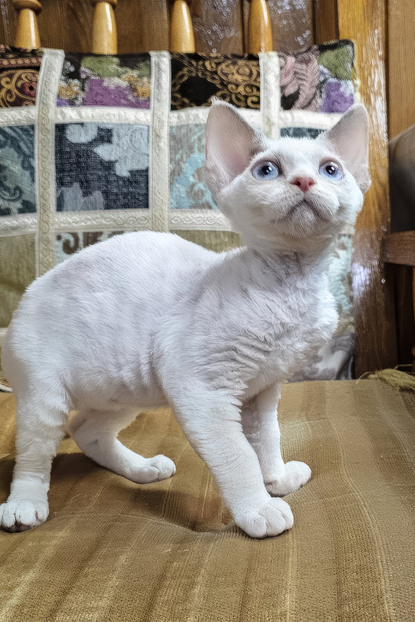 Sakura | Devon Rex Kitten