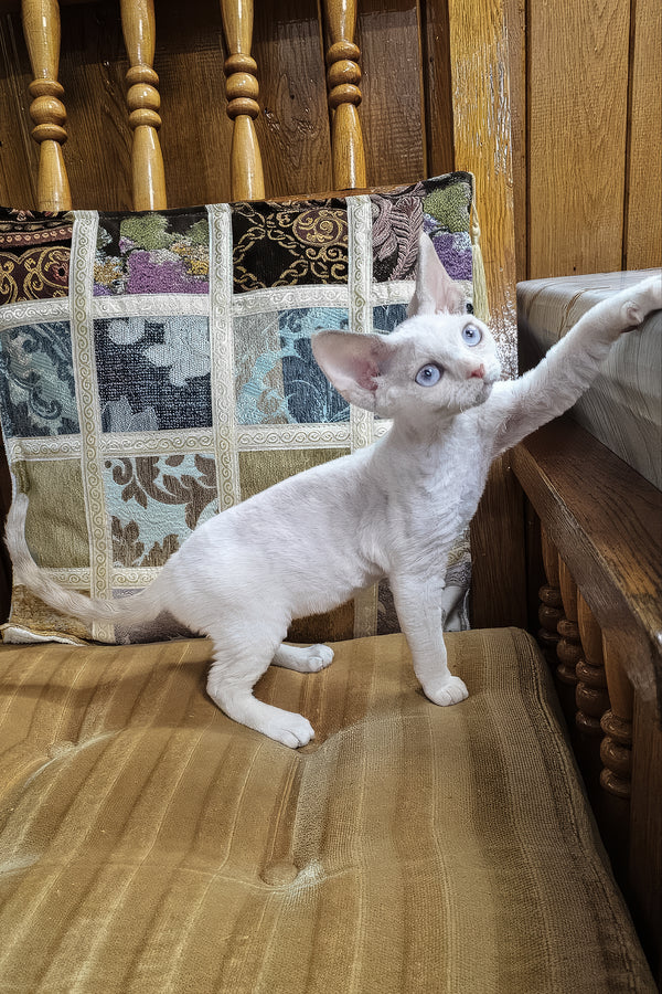 Sakura | Devon Rex Kitten