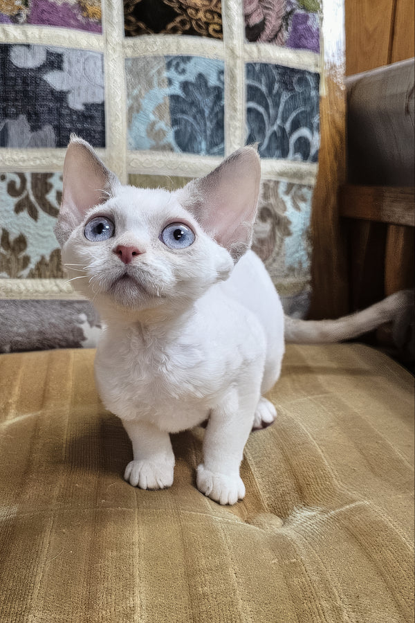 Sakura | Devon Rex Kitten