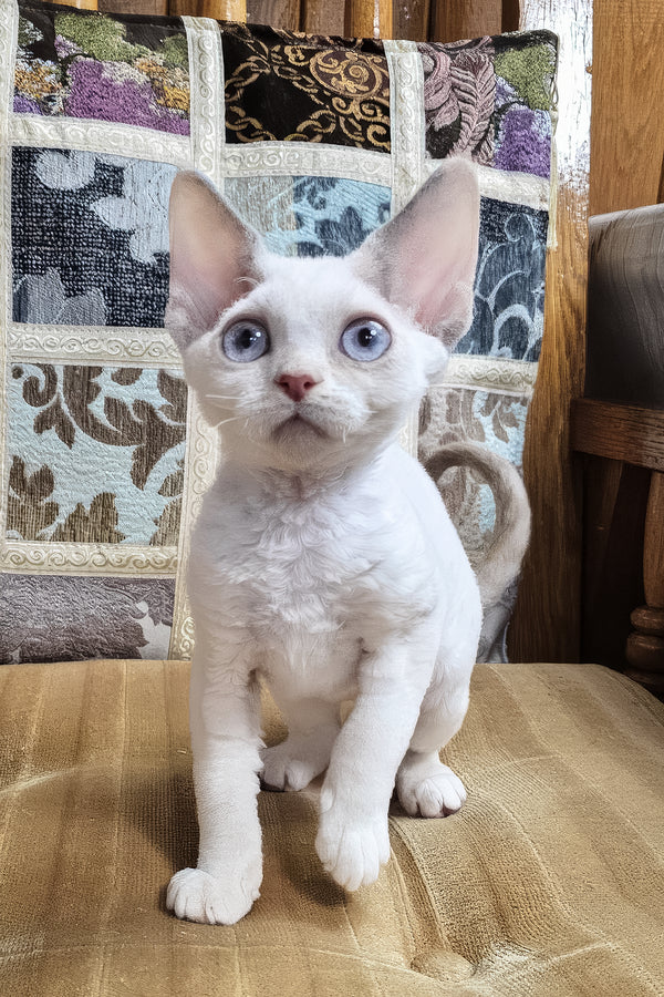 Sakura | Devon Rex Kitten