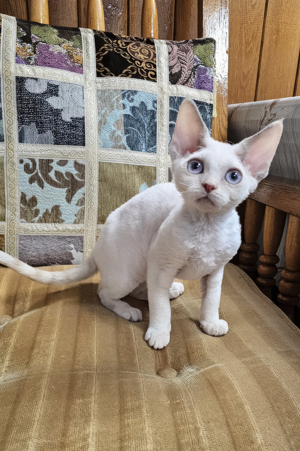 Sakura | Devon Rex Kitten