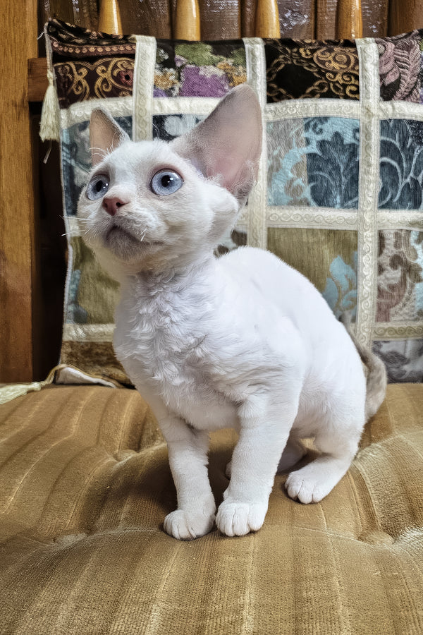 Sakura | Devon Rex Kitten