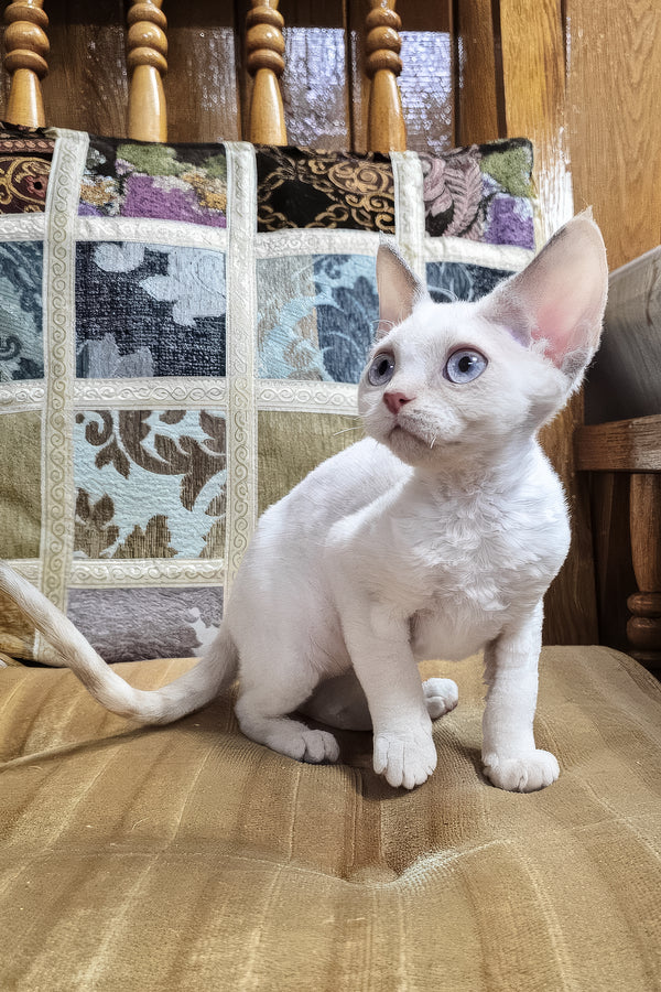 Sakura | Devon Rex Kitten