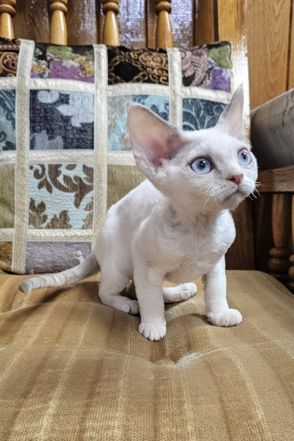 Sakura | Devon Rex Kitten