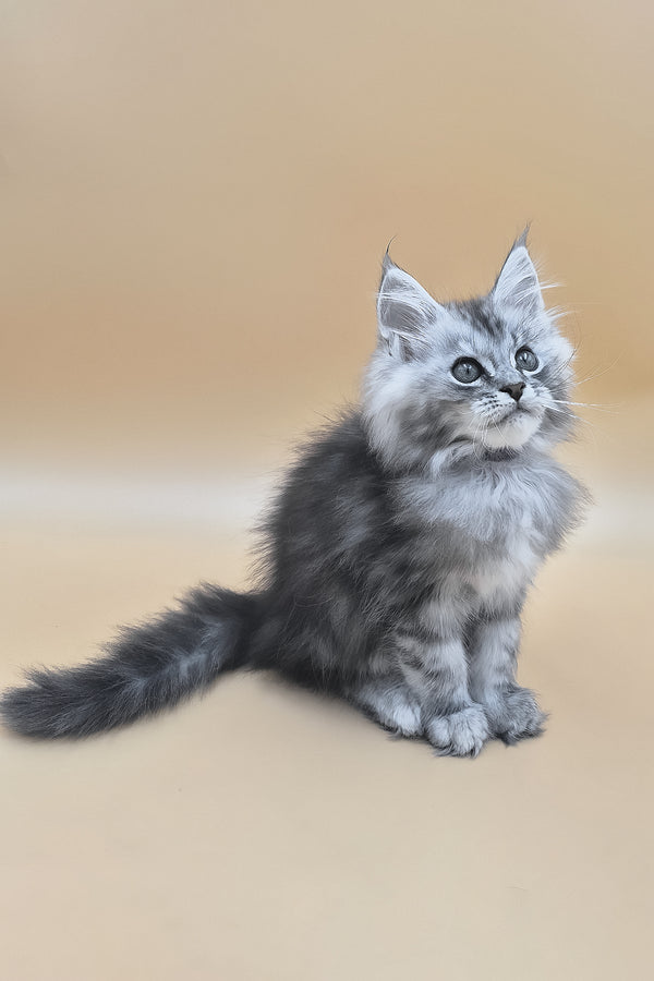 Saltan | Maine Coon Kitten
