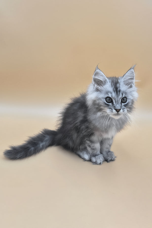 Saltan | Maine Coon Kitten