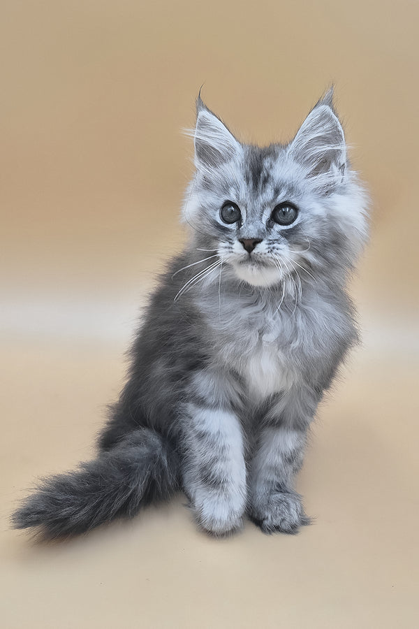 Saltan | Maine Coon Kitten