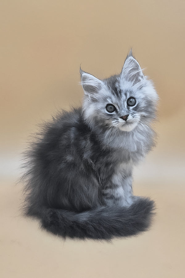 Saltan | Maine Coon Kitten