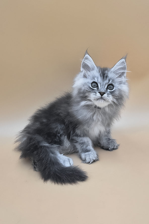 Saltan | Maine Coon Kitten