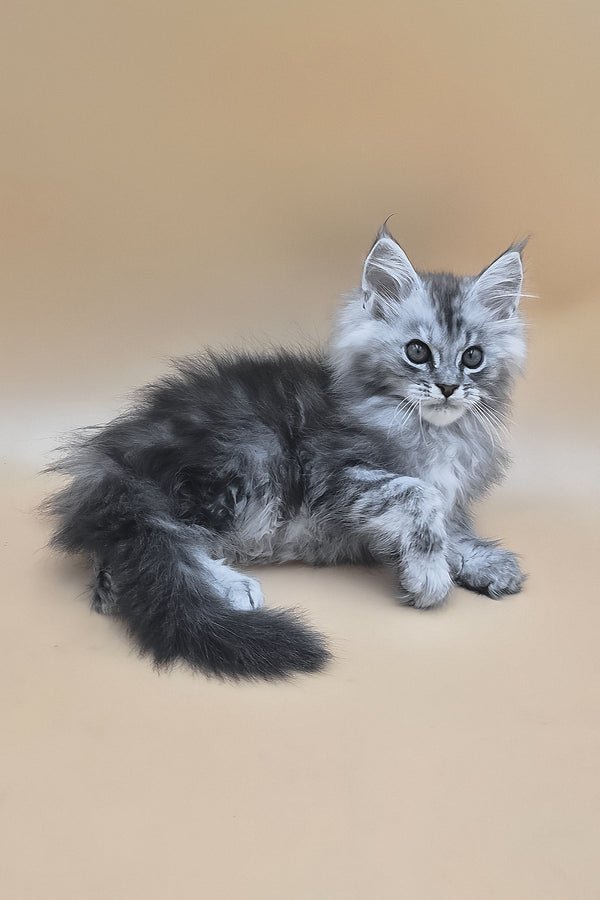 Saltan | Maine Coon Kitten