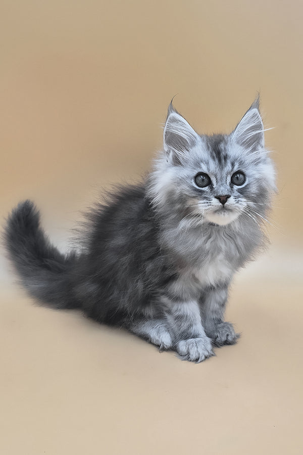 Saltan | Maine Coon Kitten