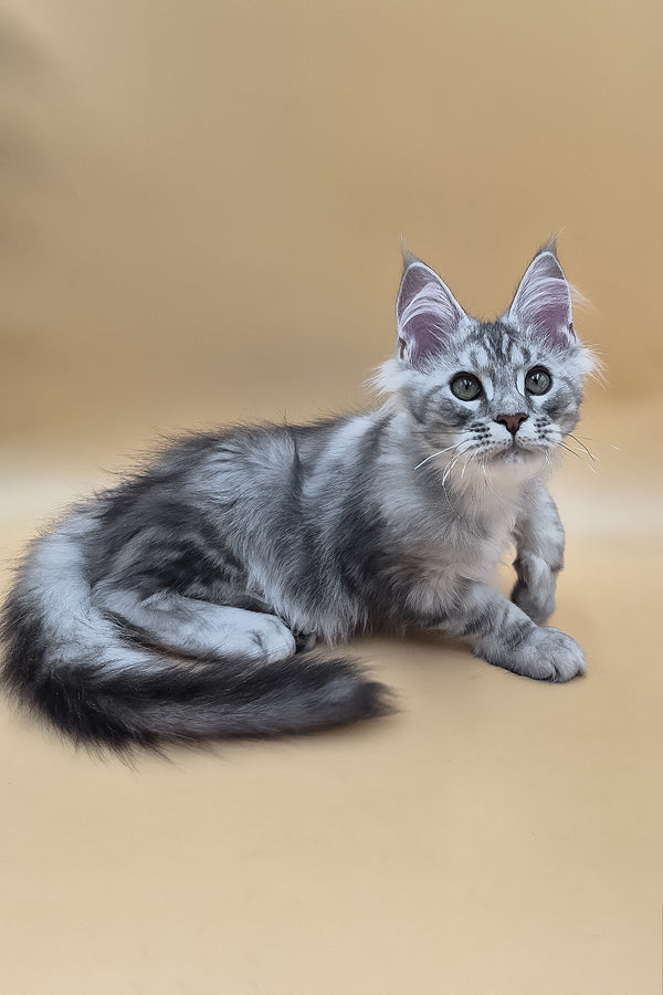 Saltan | Maine Coon Kitten