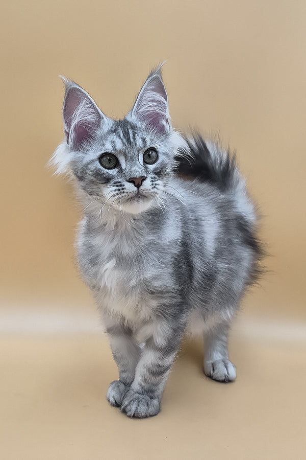 Saltan | Maine Coon Kitten