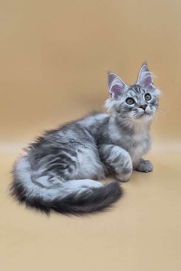 Saltan | Maine Coon Kitten
