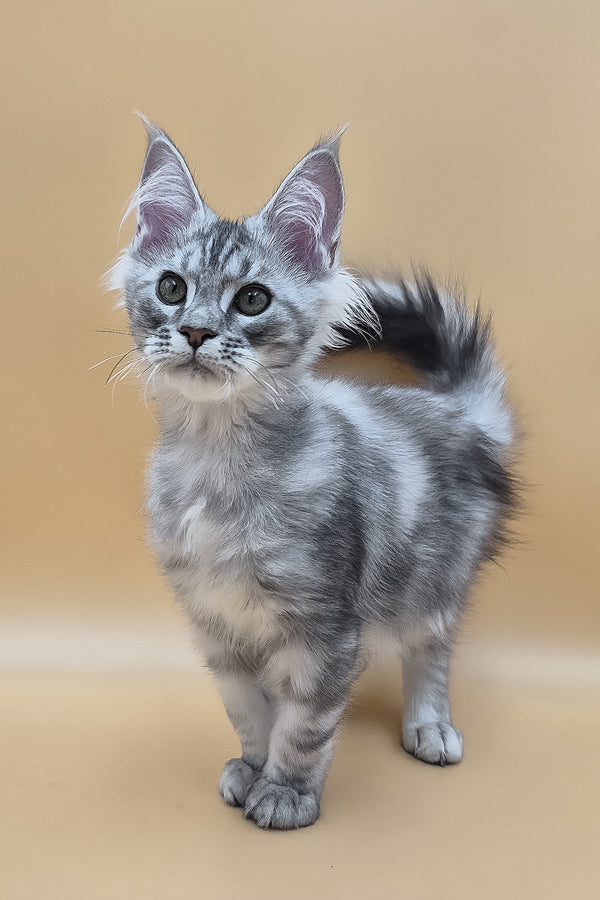 Saltan | Maine Coon Kitten