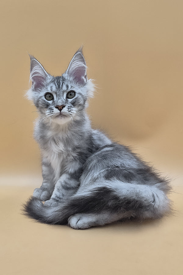 Saltan | Maine Coon Kitten