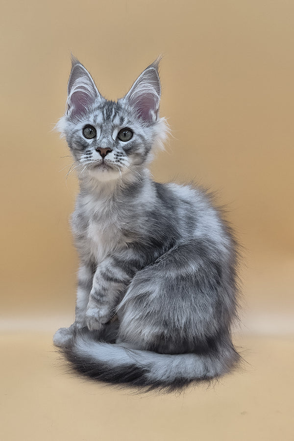 Saltan | Maine Coon Kitten