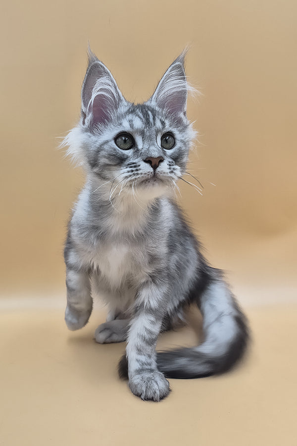 Saltan | Maine Coon Kitten
