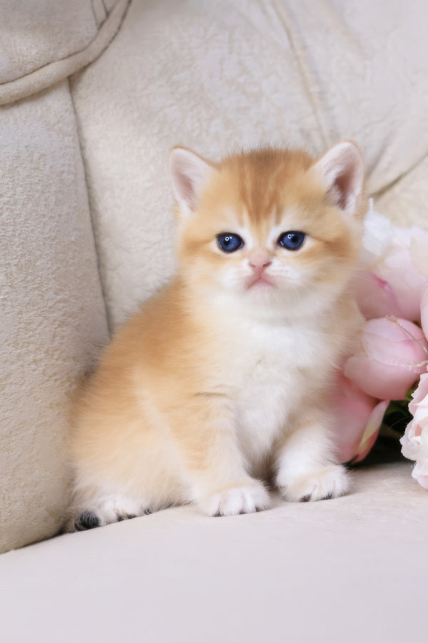 Salvi | British Shorthair Kitten