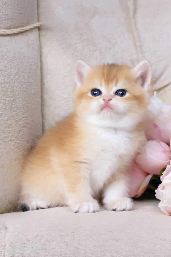 Salvi | British Shorthair Kitten