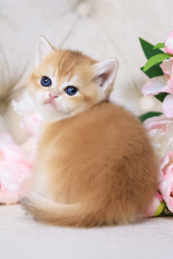 Salvi | British Shorthair Kitten