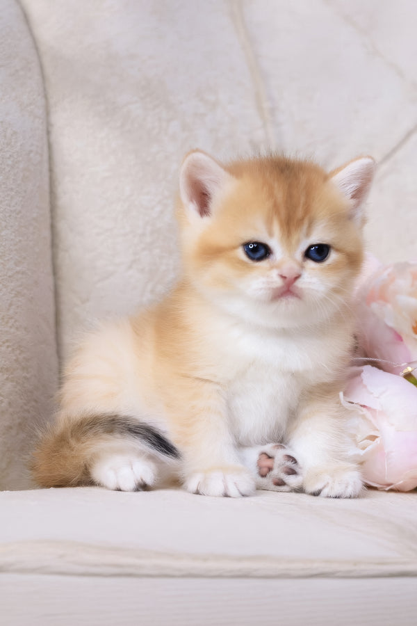 Salvi | British Shorthair Kitten