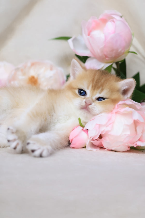 Salvi | British Shorthair Kitten