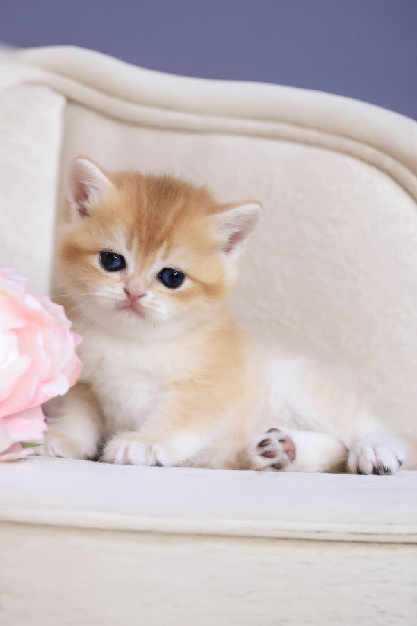 Salvi | British Shorthair Kitten