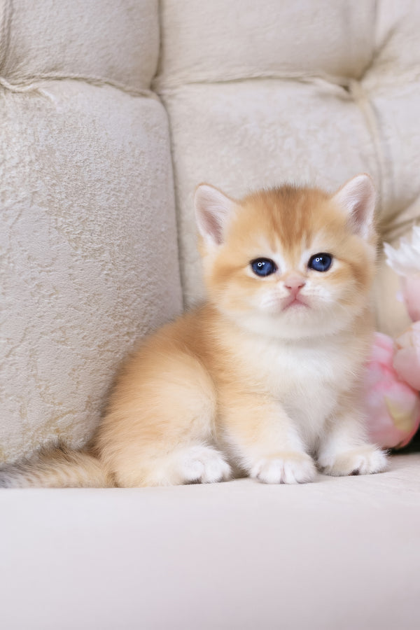 Salvi | British Shorthair Kitten